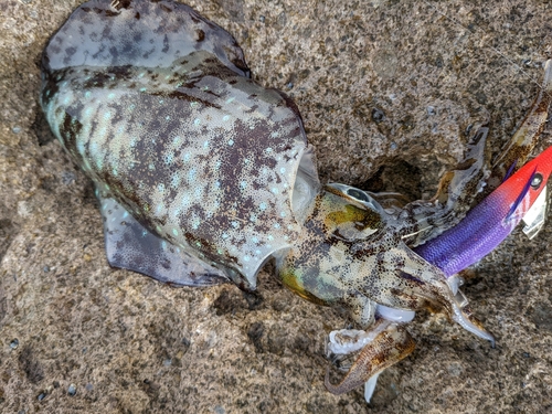 アオリイカの釣果