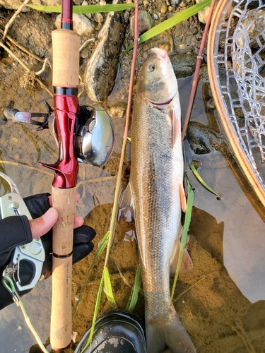 マルタウグイの釣果