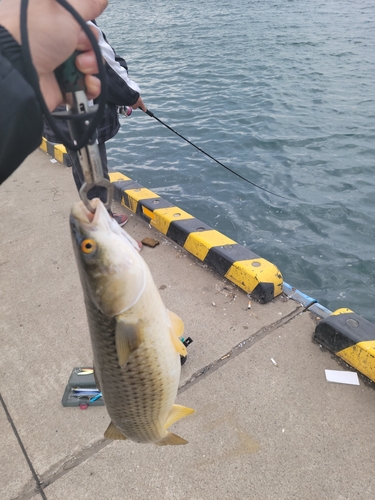 サクラマスの釣果