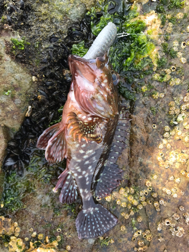 アラカブの釣果