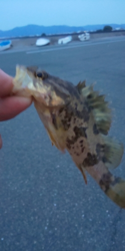 タケノコメバルの釣果