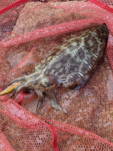 モンゴウイカの釣果