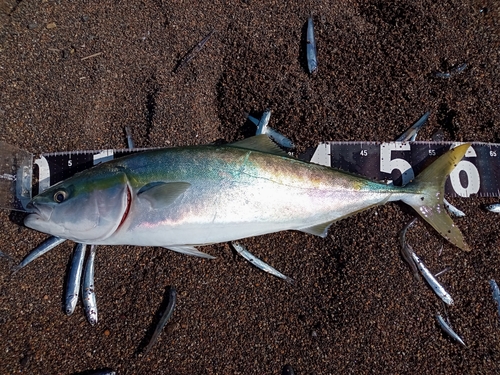 ワラサの釣果