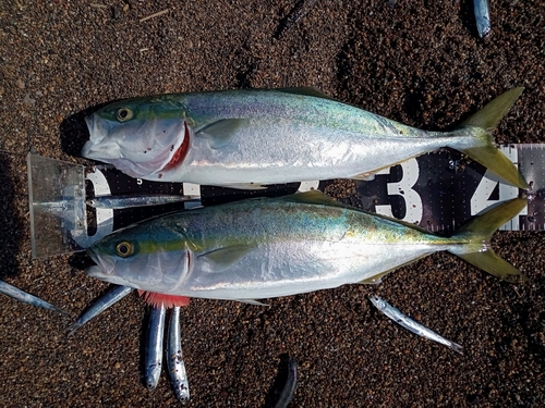 イナダの釣果