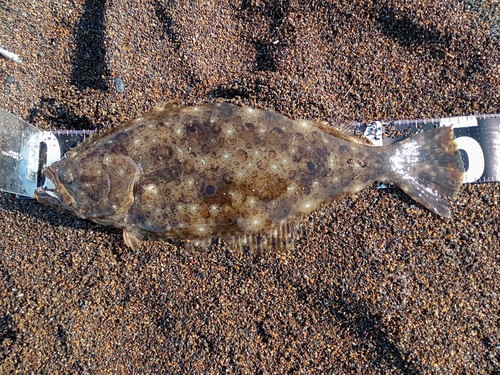 ヒラメの釣果