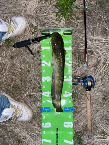 ナマズの釣果