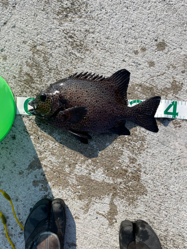 イシガキダイの釣果