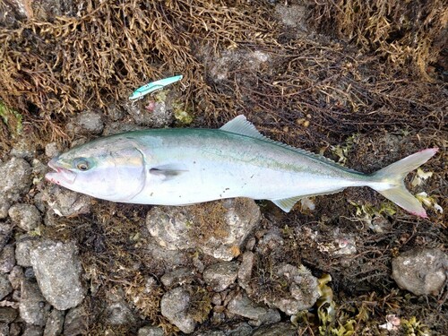 ハマチの釣果