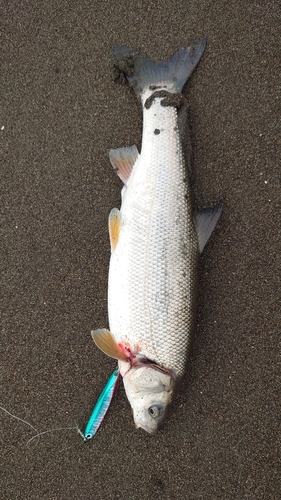 ウグイの釣果