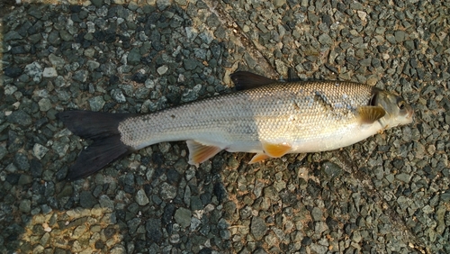 ウグイの釣果