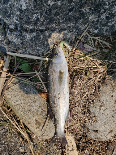 セイゴ（マルスズキ）の釣果