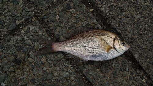 ウミタナゴの釣果