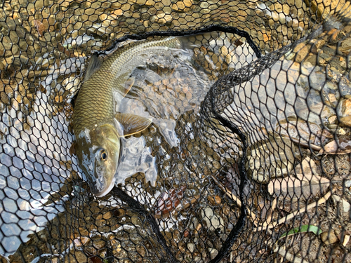 ニゴイの釣果