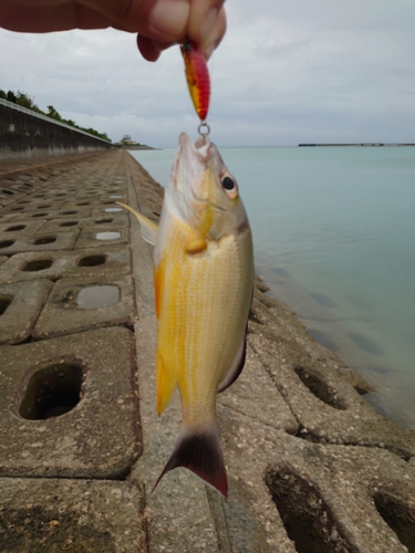 オキフエダイの釣果