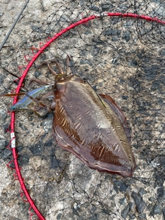 コウイカの釣果