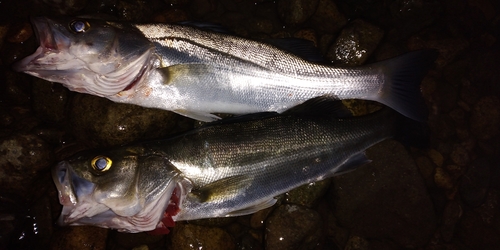 セイゴ（マルスズキ）の釣果