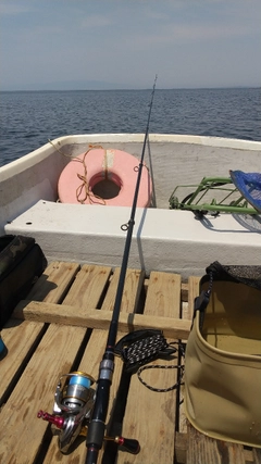 シロギスの釣果