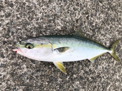 ハマチの釣果