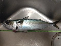 サバの釣果