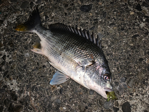 キビレの釣果