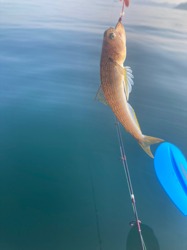 エソの釣果