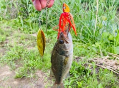 ブラックバスの釣果