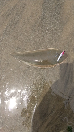 シタビラメの釣果