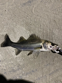 セイゴ（マルスズキ）の釣果