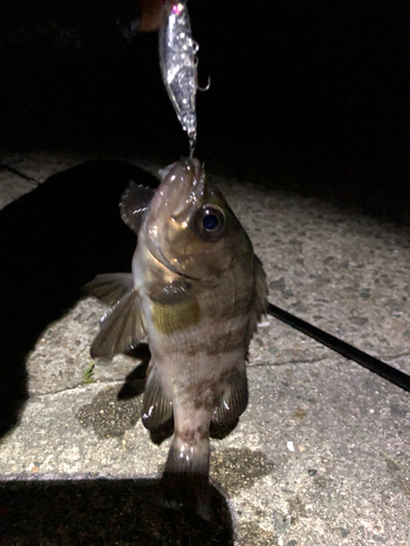 シロメバルの釣果