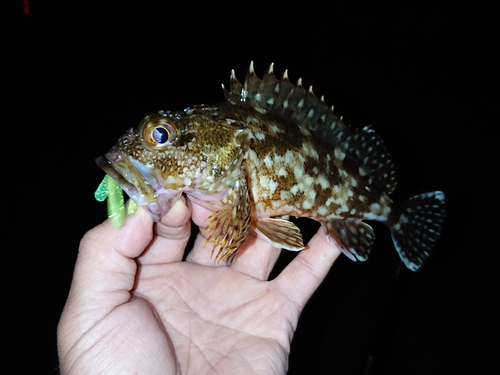 ガシラの釣果