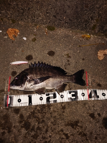 クロダイの釣果