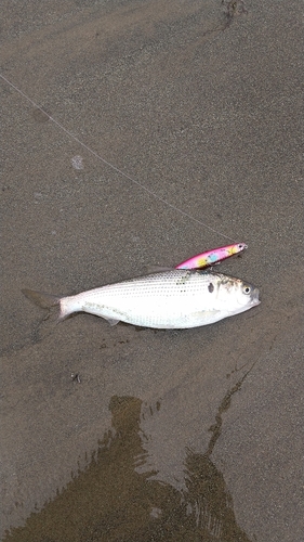 コノシロの釣果