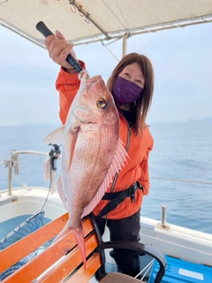 マダイの釣果