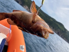 アカメバルの釣果