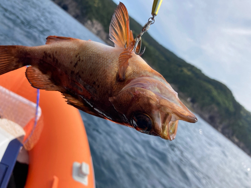 アカメバルの釣果