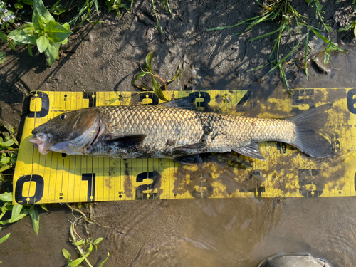 ニゴイの釣果