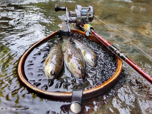 ブラウントラウトの釣果