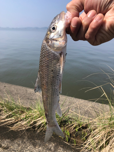 ニゴイの釣果