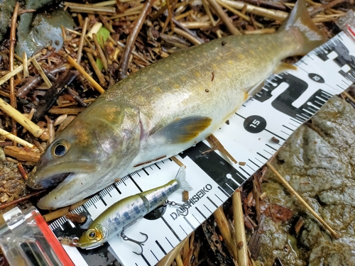 イワナの釣果