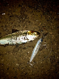 コノシロの釣果