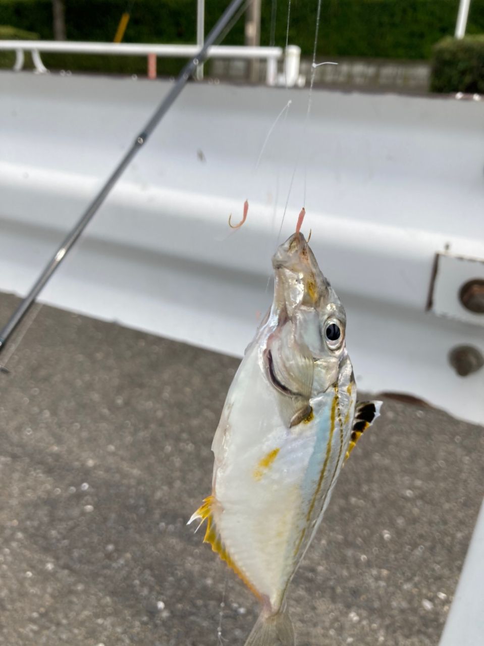 DAIWA 10リバティクラブ エギング 862Mの最安値・インプレ・釣果