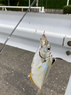 ヒイラギの釣果