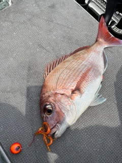 マダイの釣果