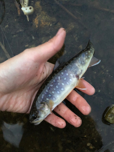 イワナの釣果