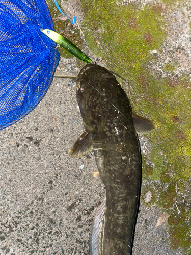 ナマズの釣果