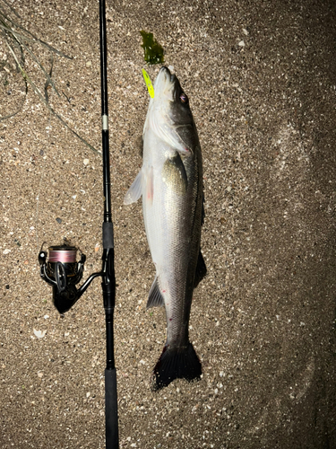 シーバスの釣果