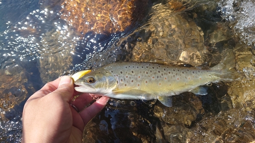 ブラウントラウトの釣果