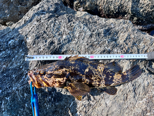 タケノコメバルの釣果