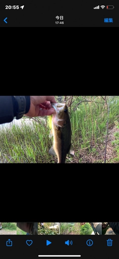 ブラックバスの釣果