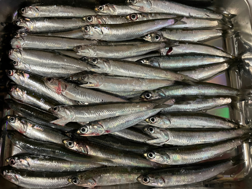 カタクチイワシの釣果